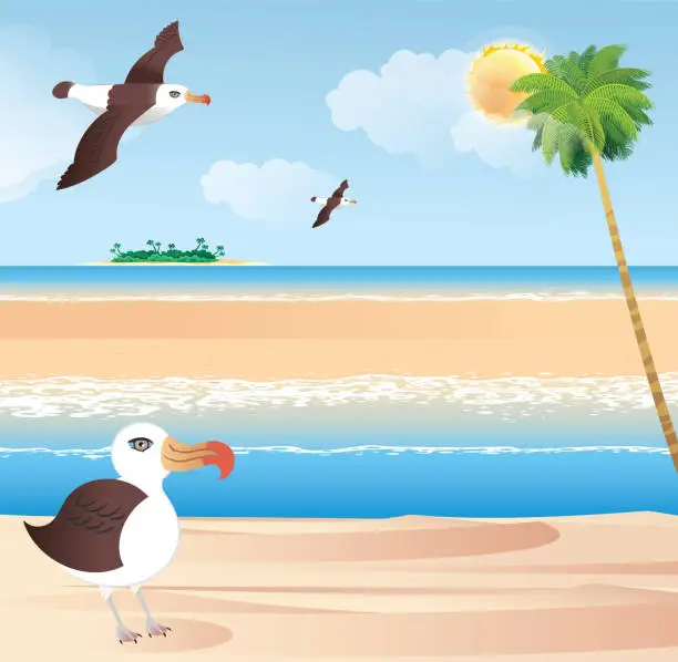 Vector illustration of Black Browed Albatross on the Beach