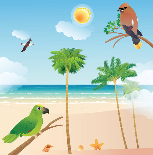 ilustrações, clipart, desenhos animados e ícones de praia e pássaro cedar waxwing - parrot multi colored bird perching