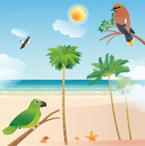 Beach and Bird Cedar Waxwing Vector Beach Birds jamaica map island illustration and painting stock illustrations