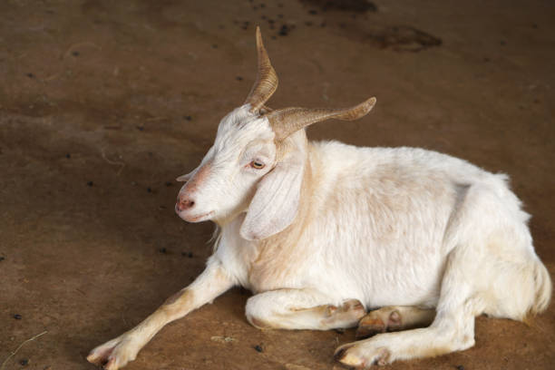 istock Goats in the farm waiting for visitors 1473958761