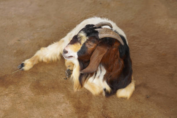 istock Goats in the farm waiting for visitors 1473958772