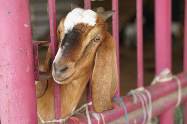 istock Goats in the farm waiting for visitors 1473958775