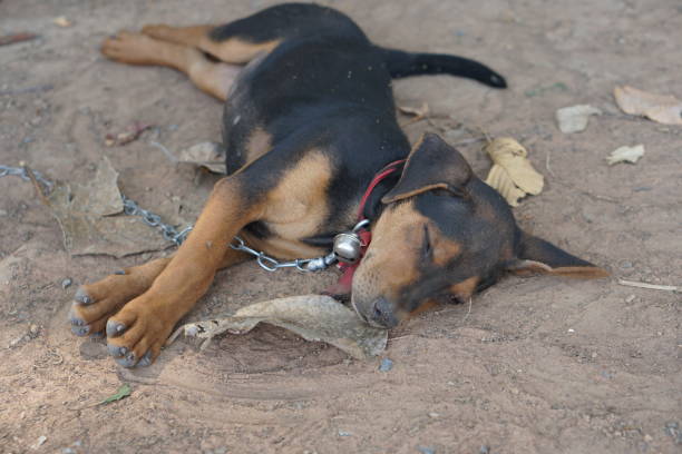istock The puppy was tied to a tree. 1473958817