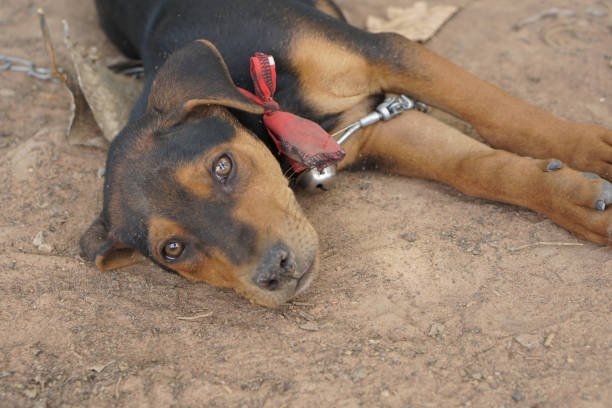 istock The puppy was tied to a tree. 1473958916