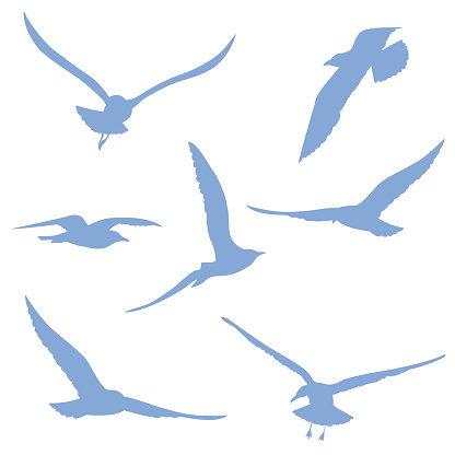 A set of Seagull silhouettes on a transparent background.
