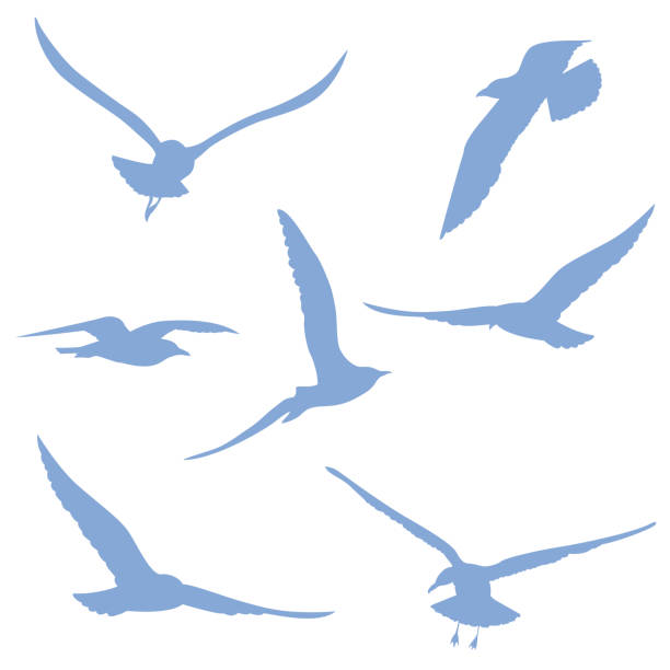 Seagulls Silhouettes On A Transparent Background vector art illustration