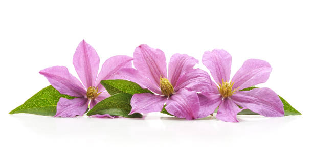 istock Bouquet of purple clematis. 1473960793
