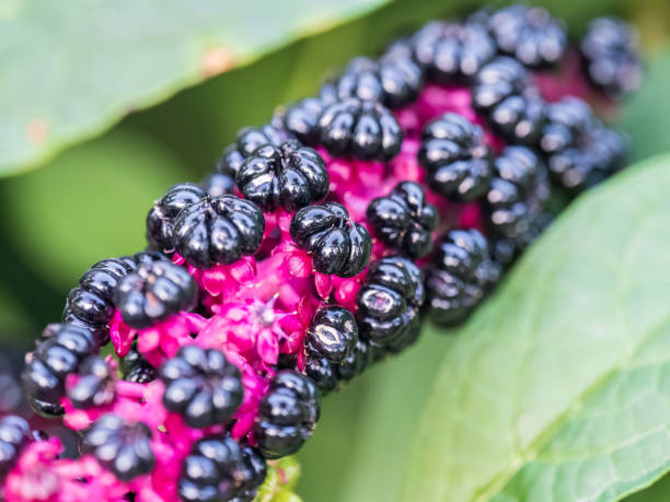 phytolacca acinosa 보라색 검은 열매의 클로즈업 찌꺼기, 찌개, 찌개, 찌르기 뿌리 또는 찌개 샐렛으로도 알려져 있습니다. - poke weed 뉴스 사진 이미지