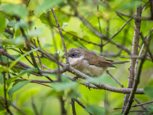 istock Common chiffchaff, lat. phylloscopus collybita, sitting on branch of bush in spring and looking for food 1473961631