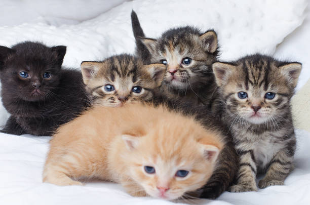 istock Lots of little kittens 1473961855