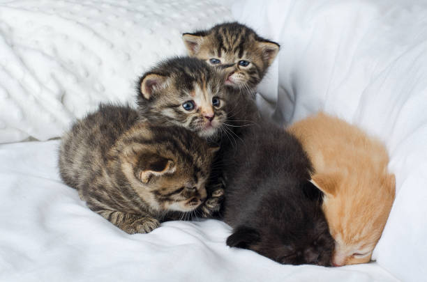 istock Lots of cute little kittens 1473961901
