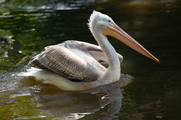 istock Swimming pelican in the water 1473963450
