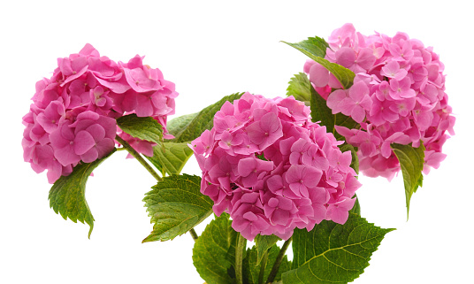 Pink hydrangea with leaves isolated on a white background.
