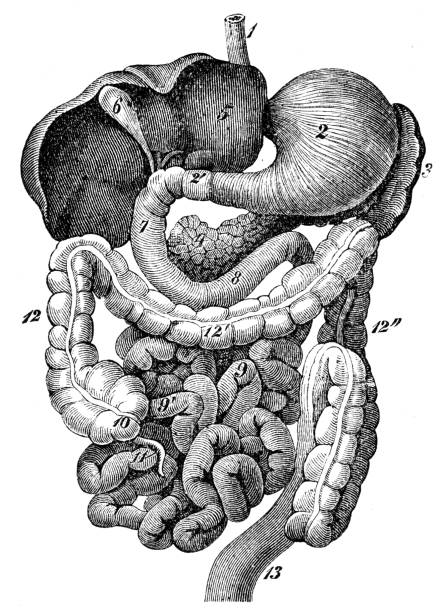 Duodenum small intestine - Anatomy engraving 1894 Duodenum small intestine- Anatomy engraving 1894 vintage medical diagrams stock illustrations