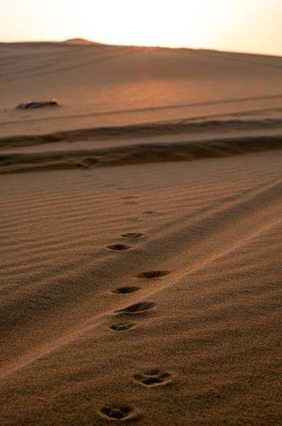 istock Animal Tracks in Sand Dune, Desert 1473965323