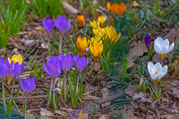 istock Violet and yellow colourful  crocus flowers in early spring 1473965338