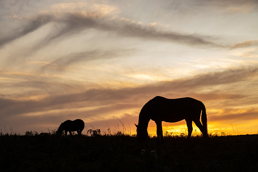 Silhouette of two horses grazing at sunset time in Sao Francisco de Paula, Rio Grande do Sul, Brazil