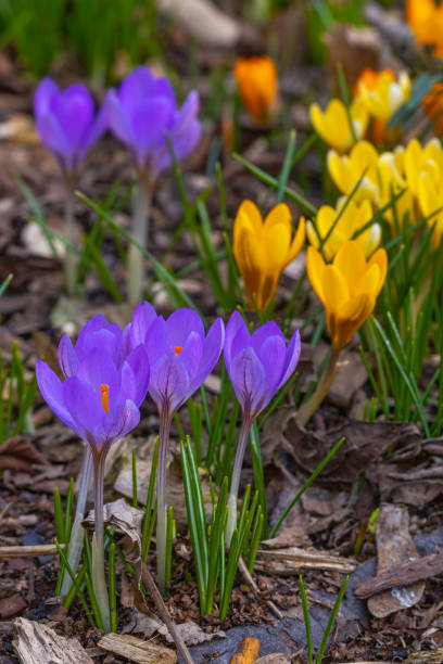 istock Violet and yellow colourful  crocus flowers in early spring 1473967247