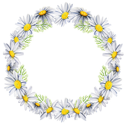 istock wreath with daisies, wildflowers, watercolor hand drawn illustration, round frame, spase for text 1473967299