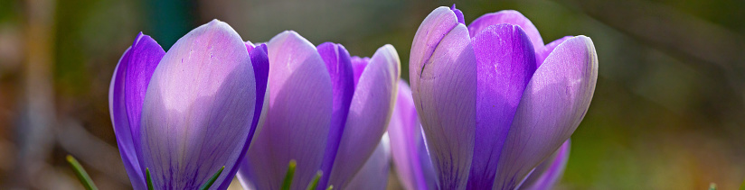 Violet crocus flowers in early spring