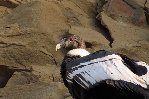 The Andean condor, also known as the condor of the hills, condor of the Andes, or simply condor, is a species of bird in the family Cathartidae, inhabits the Andes mountains and the adjacent Pacific coasts of western America. from the south.