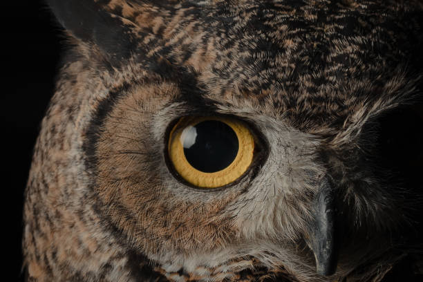 아메리카수리부엉이 (bubo virginianus) - zoology 뉴스 사진 이미지