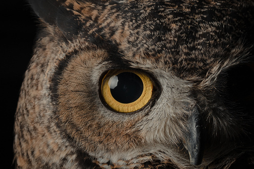 Great Horned Owl Portrait