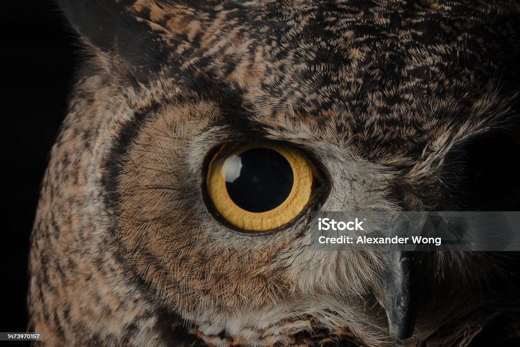 Велика рогата сова (Bubo virginianus) - Роялті-фрі Сова Стокове фото Велика рогата сова (Bubo virginianus) - Роялті-фрі Сова Стокове фото