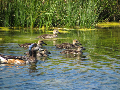 These ducks, migrators, are characterized by metallic colors on both sides of their heads, they are found in bodies of fresh water throughout Patagonia.