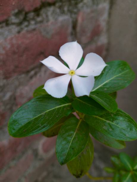 istock Evergreen flowers hd 4 wallpaper 1473970390