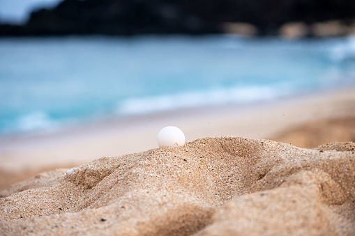 Detail of a green sea turtle egg on the beach, Ascension island.