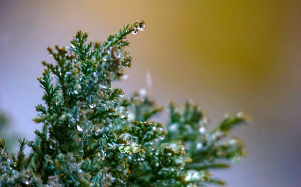 istock branch of evergreen tree with raindrops in winter 1473971572