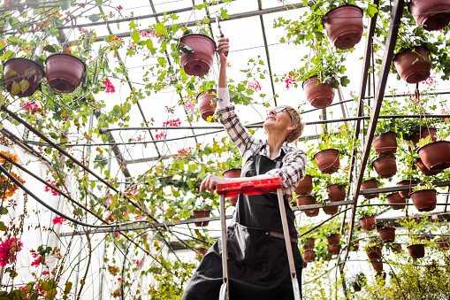 Senior woman climbing on a ladder in greenhouse taking care of a plants