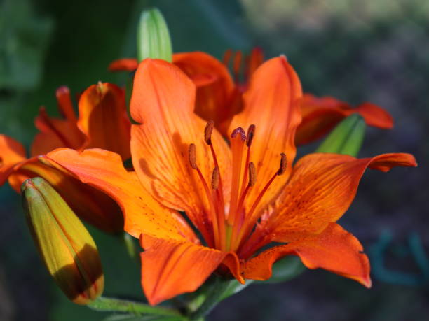 istock Orange Lilies abloom closeup in the garden 1473973375
