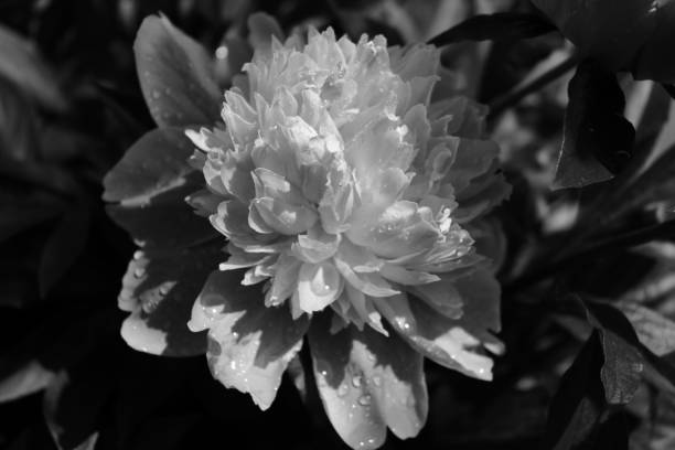 istock Peony flower in full bloom after a rainfall monochromatic close-up view 1473973551