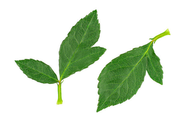 istock Set of rose leaves isolated on white 1473974037