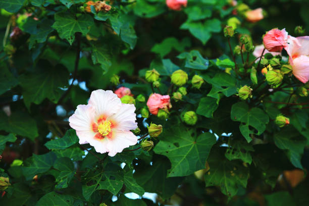istock colorful Mountain Rose-mallow(Taiwan Hibiscus) flowers 1473975247