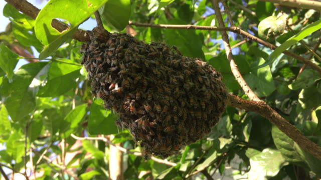 A swarm of bees on the hive