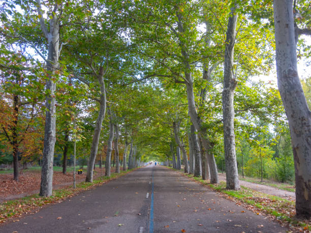 istock Road with leafy trees on both sides that give it an idyllic touch 1473975761