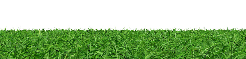 Abstract green grass and nature background image.,3d rendering