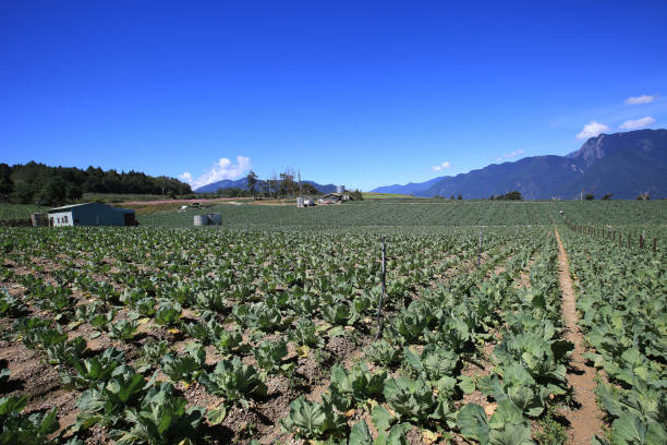 istock landscape of Cabbage plantation with rolling mountains and blue sky 1473976917