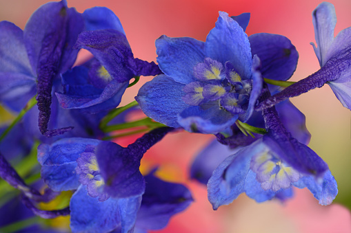 delphinium elatum with blooming flower heads in pink color background, Delphinium in front of out of focus tulip heads.