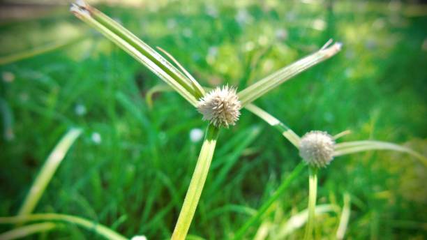 istock white water sedge or whitehead spikesedge (kyllinga nemoralis) replicates itself from one main rhizome and bears one white flower head atop a tri-leafed grassy node. 1473977524