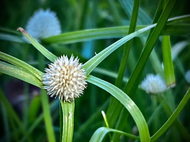 istock white water sedge or whitehead spikesedge (kyllinga nemoralis) replicates itself from one main rhizome and bears one white flower head atop a tri-leafed grassy node. 1473977552