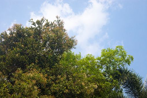 Detail of Tropical treetops in season  in sky