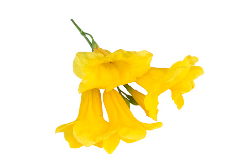 Isolated yellow trumpet flowers on white background