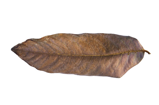 Dry oak leaves hanging from bare branches in winter.