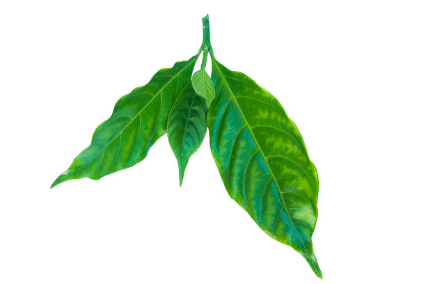Isolated twig with tropical leaves