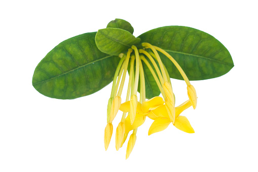 Isolated green leaves with yellow tropical flowers