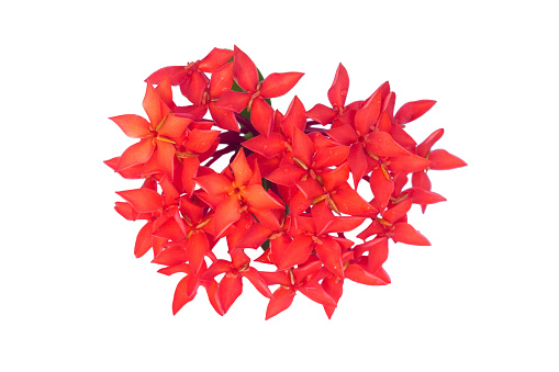 Isolated red Ixora tropical flower and blossom
